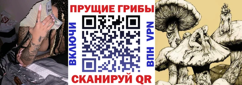 ОМГ ОМГ зеркало  Сокол  Галлюциногенные грибы Psilocybe  магазин   